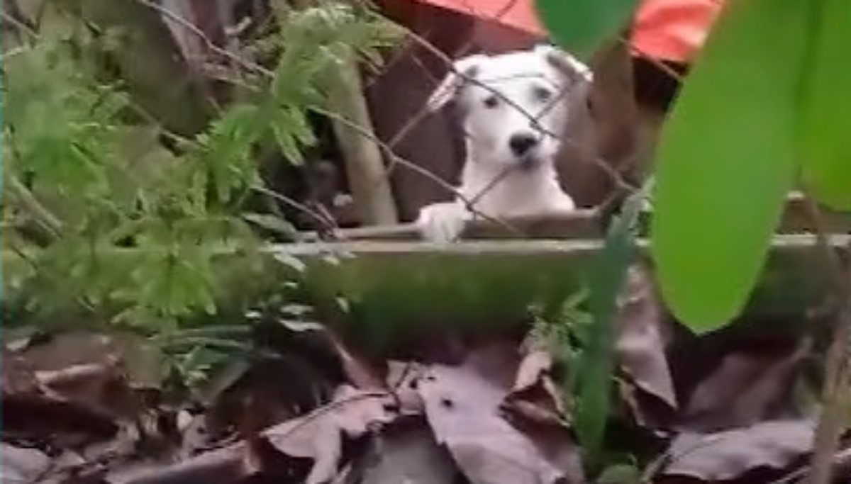 cachorros-abandonados-cabral