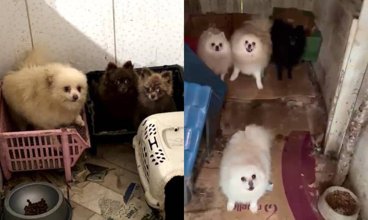 caes-spitz-alemao-resgatados-de-maus-tratos