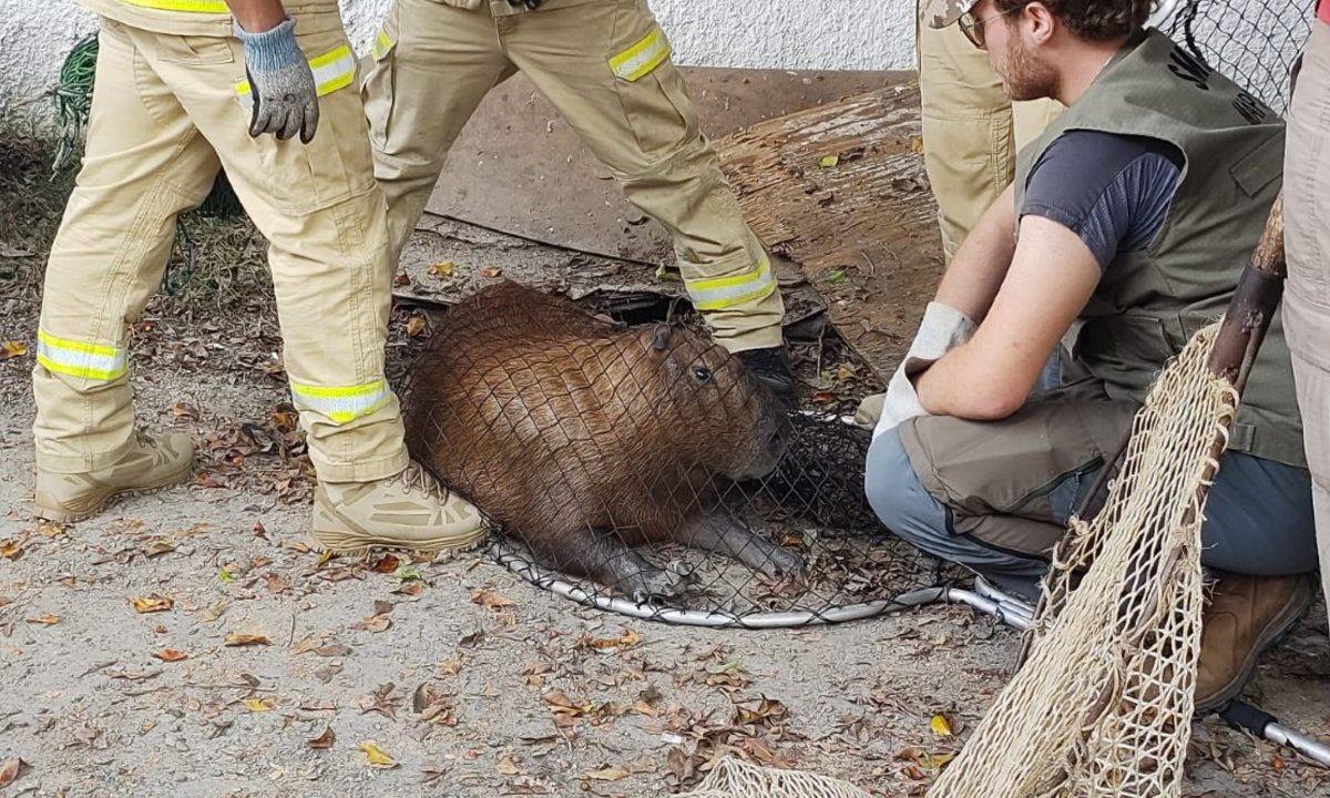 capivara-resgatada-churrascaria-curitiba