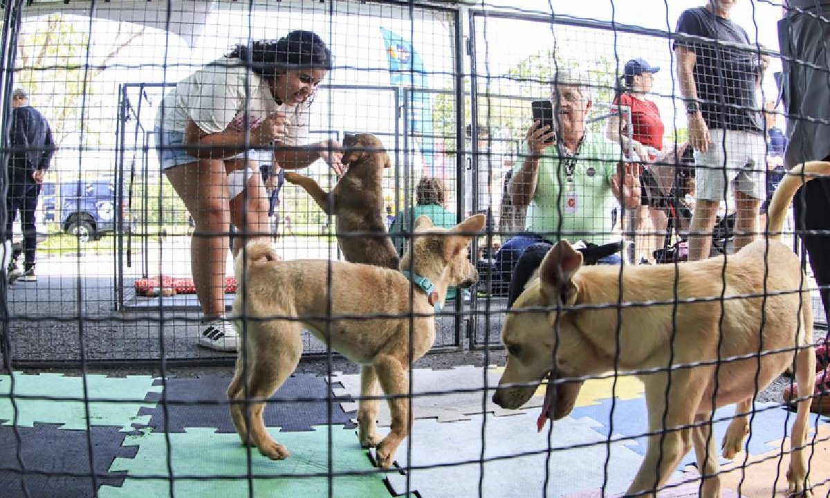 feira-de-adocao-em-curitiba-parque-barigui