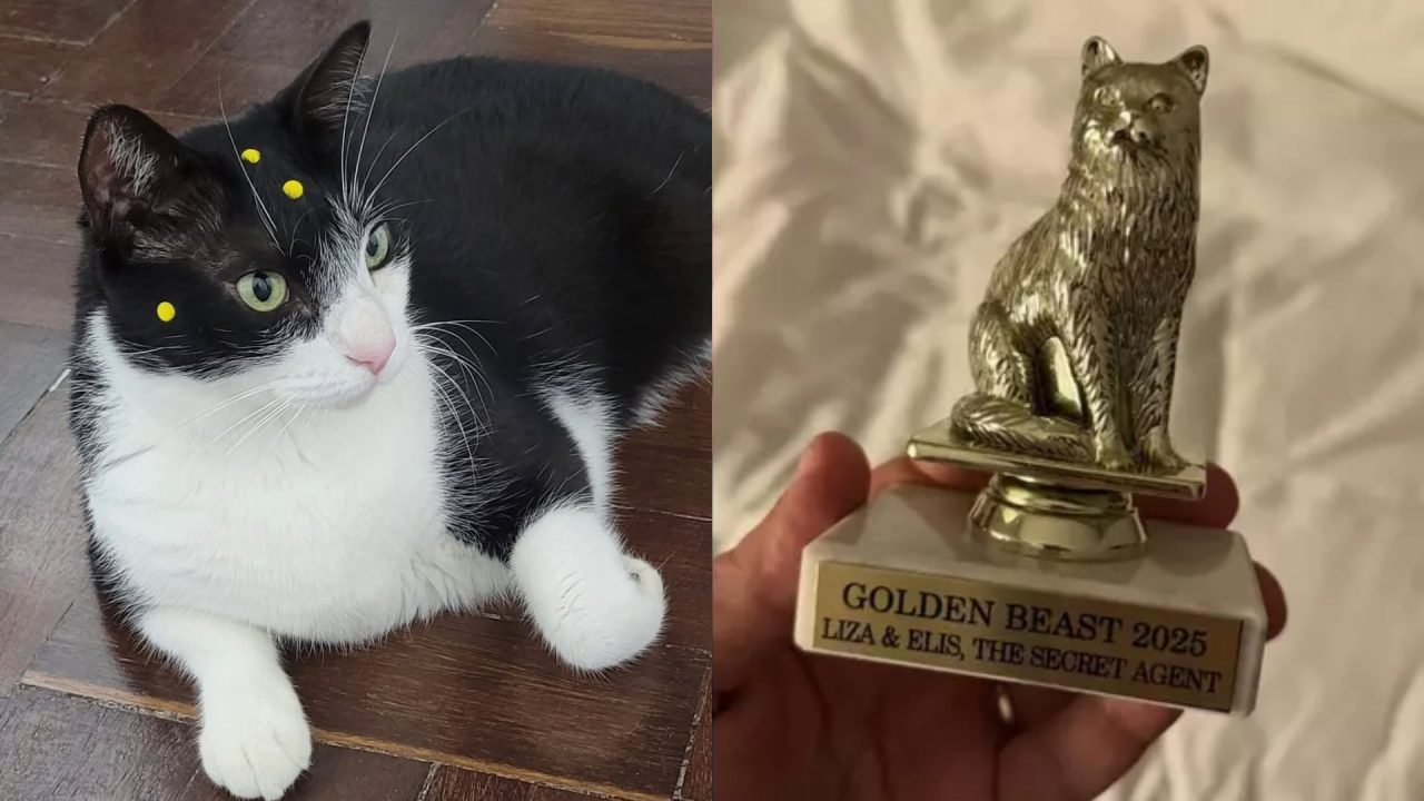 gata-o-agente-secreto-premio-melhor-bicho