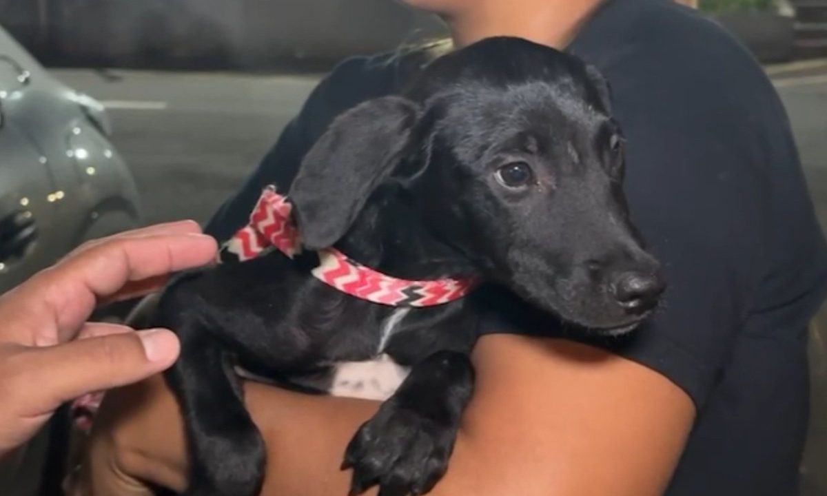 Mulher segurando um filhote de cachorro no braço