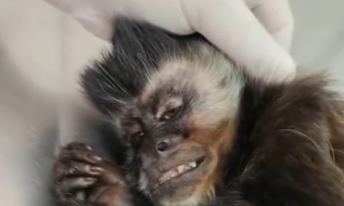 macaco-baleado-sjp