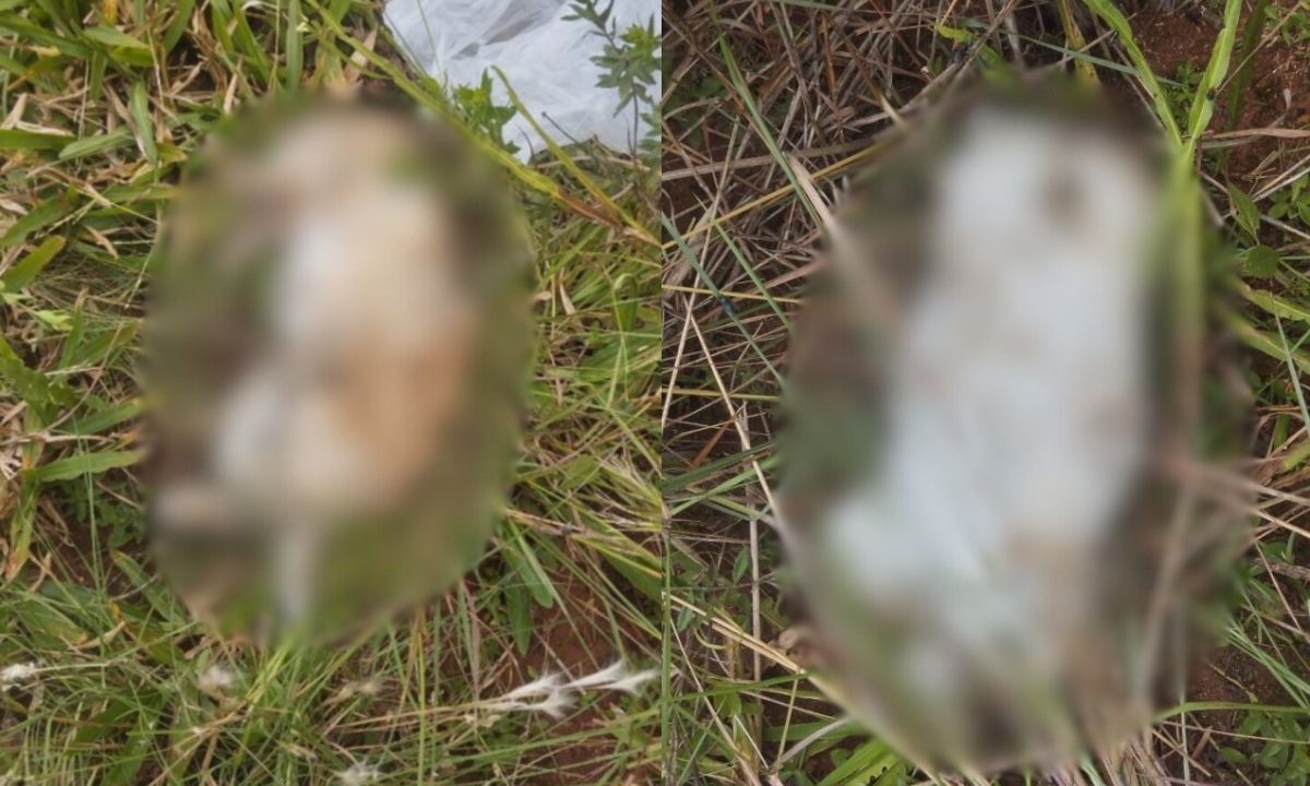 Imagem com desfoque mostra dois gatos mortos encontrados em terreno no bairro Roseira de São Sebastião.