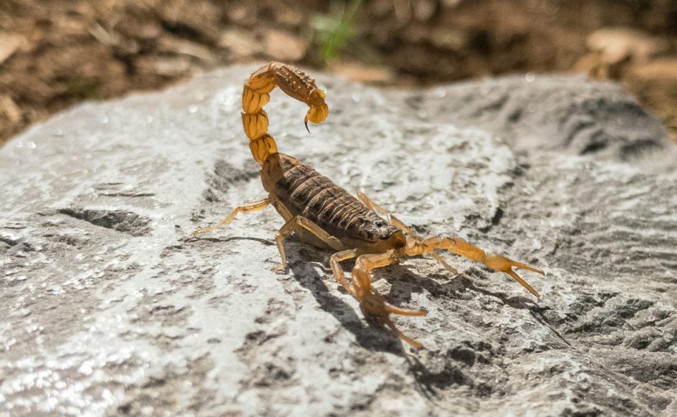 escorpião sob uma pedra