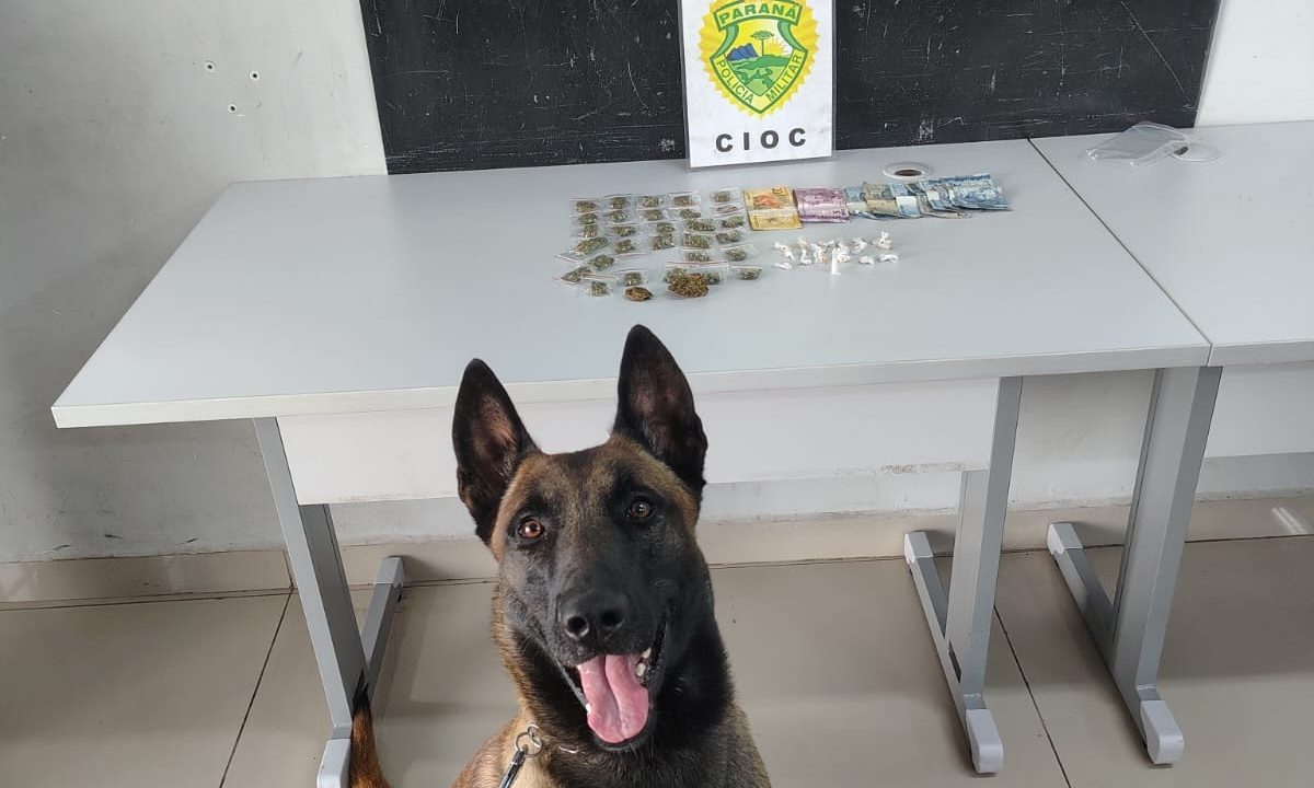 Cão da PM da CIOC com drogas e dinheiro apreendidos em ação no Alto Boqueirão, Curitiba