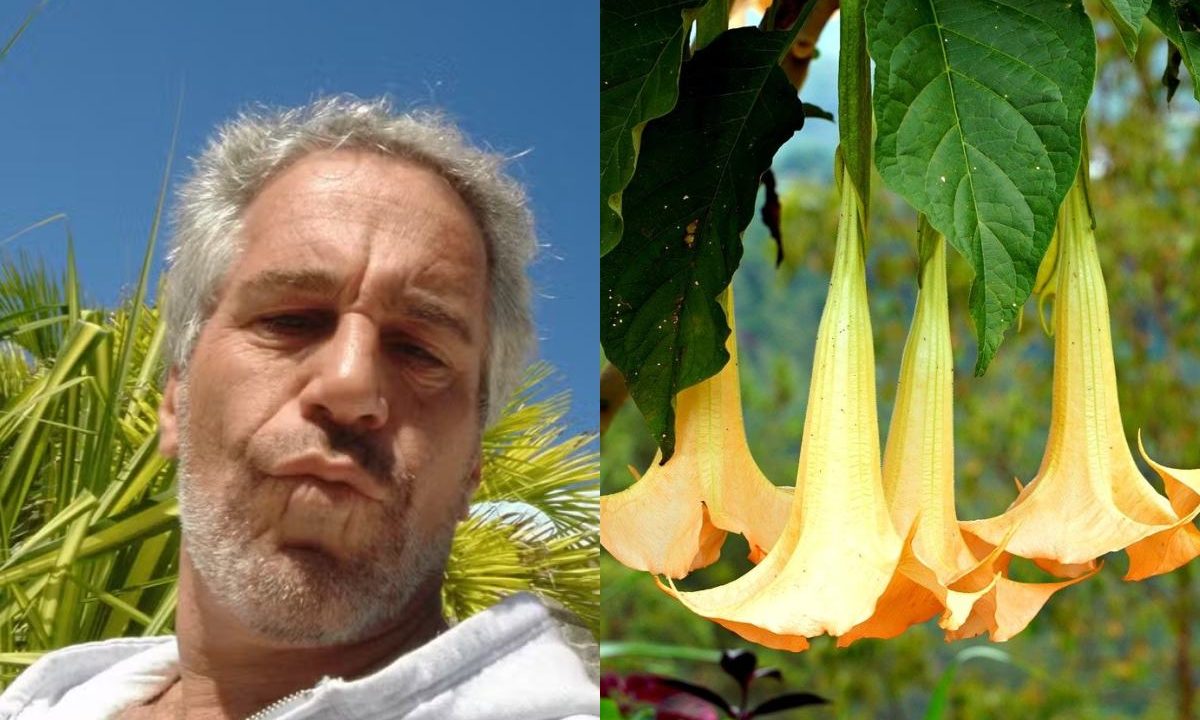 Foto de Epstein e flor que dá origem a droga-zumbi