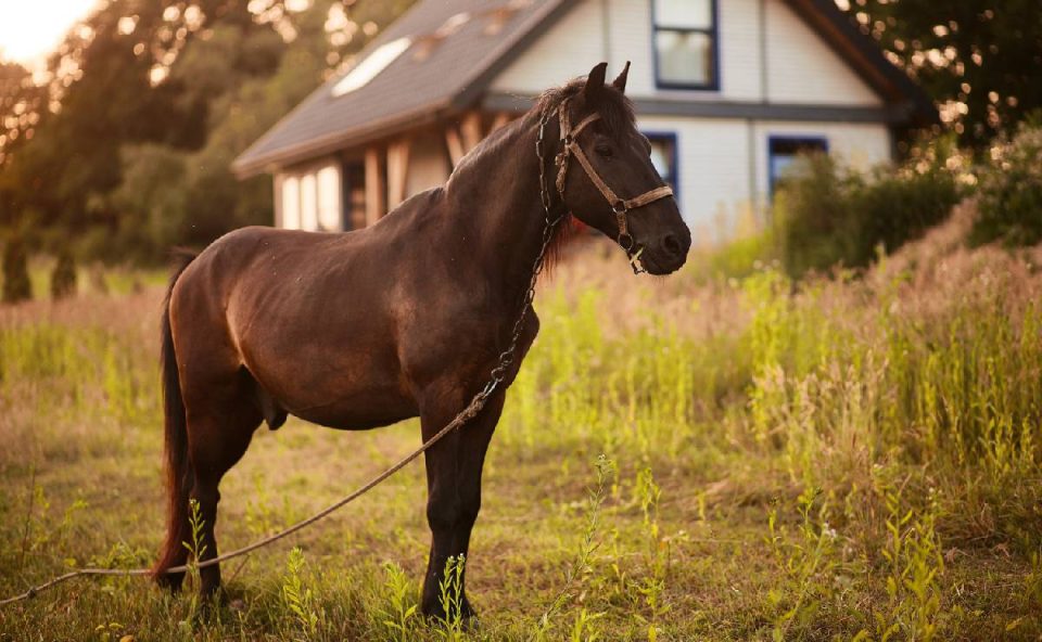 Vitíma chegou a ser socorrida mas não resistiu aos ferimentos causados pelo coice do cavalo
