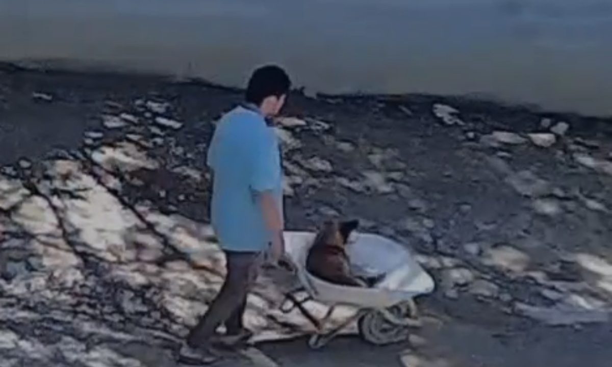 Guarda Municipal resgata cachorro debilitado em área de mata em Campo Largo