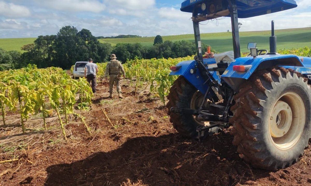 Imagem de uma área de plantação em que aparece um carro no meio da vegetação e um trator.
