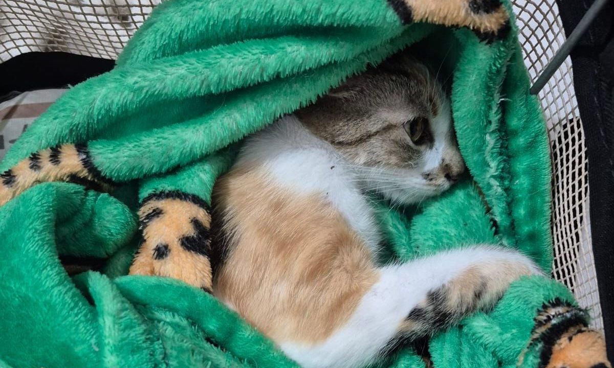 gata que foi arremessada de prédio por mulher