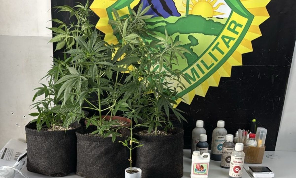 Imagem de mini estufa com pés de maconha apreendidos em apartamento no Centro Cívico, Curitiba.
