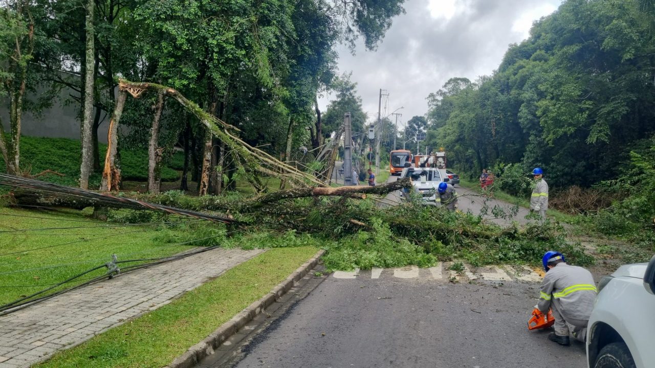 Árvore de grande porte caída sobre a fiação elétrica e postes derrubados na Rua Theodoro Makiolka, no bairro Santa Cândida, após vento forte em Curitiba.