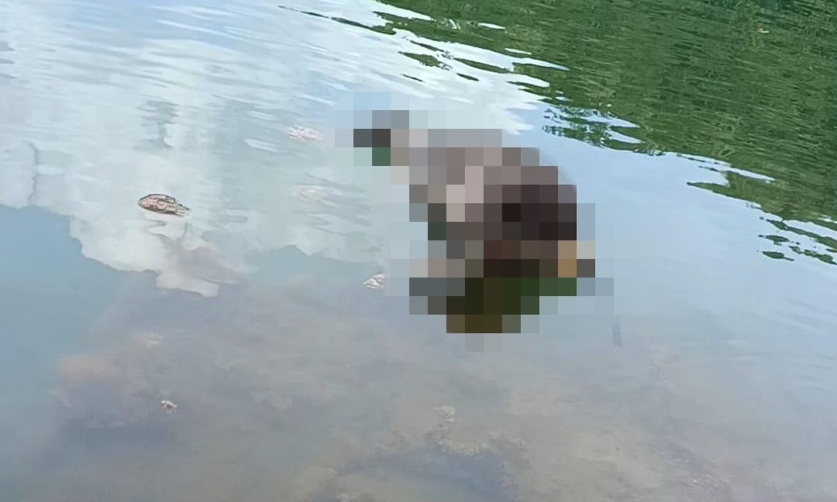 Imagem registrada por testemunha mostra um cão da raça pitbull morto dentro da Lagoa Azul, em Campo Magro. Foto foi borrada devido à crueldade da cena.