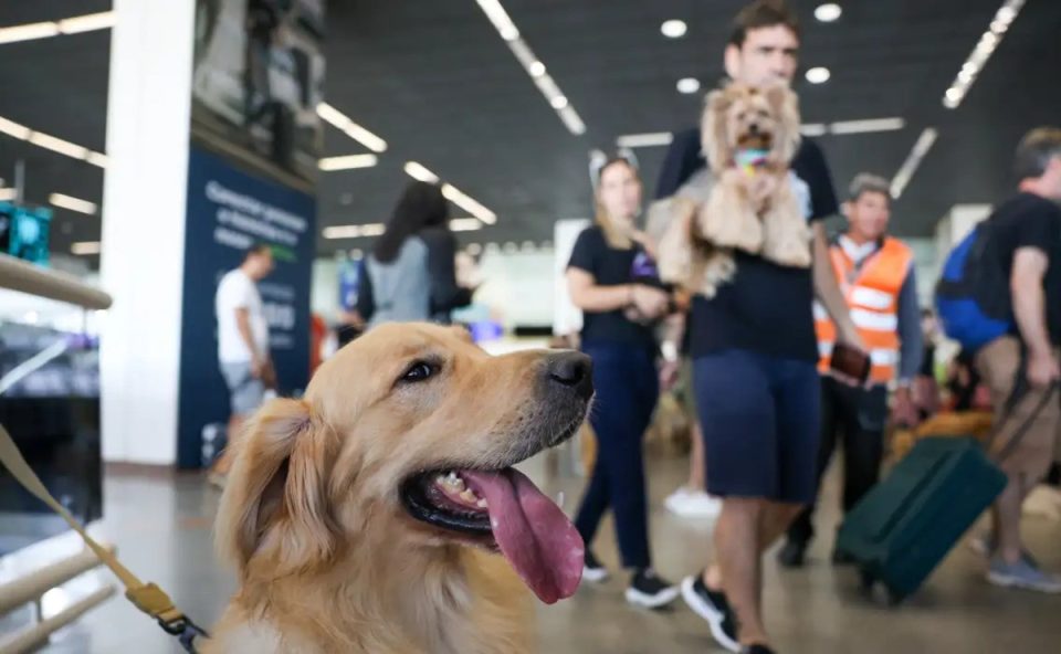Cachorro da raça Golden aparece em primeiro plano com uma coleira no pescoço. Ao fundo, pessoas passeiam com outros animais.