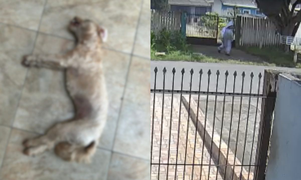 Cachorro morto após ataque de abelhas e, ao lado, imagem de câmera de segurança mostra homem com roupa de proteção próximo a residência no Uberaba, em Curitiba.