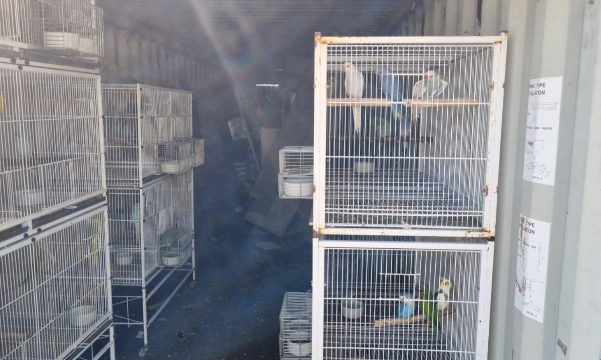 Aves presas dentro de um contêiner fechado