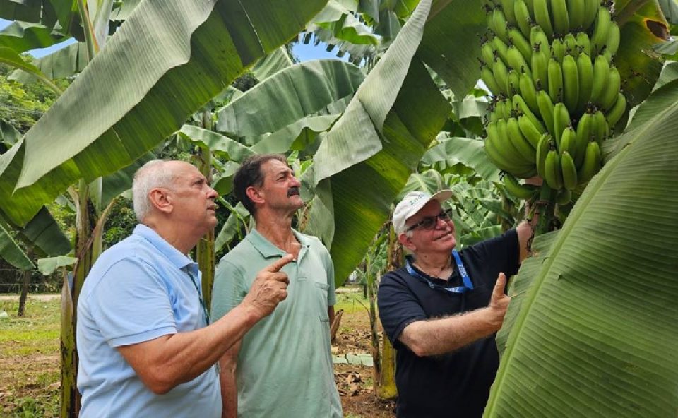 Foto mostra homem olhando cacho de banana Ambrosia