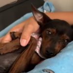 Foto da cachorrinha realizando exame