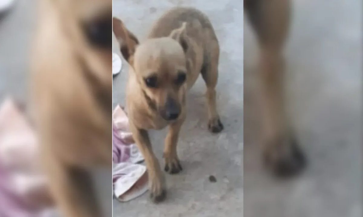 Cachorrinha que teve o coração arrancado andando em asfalto