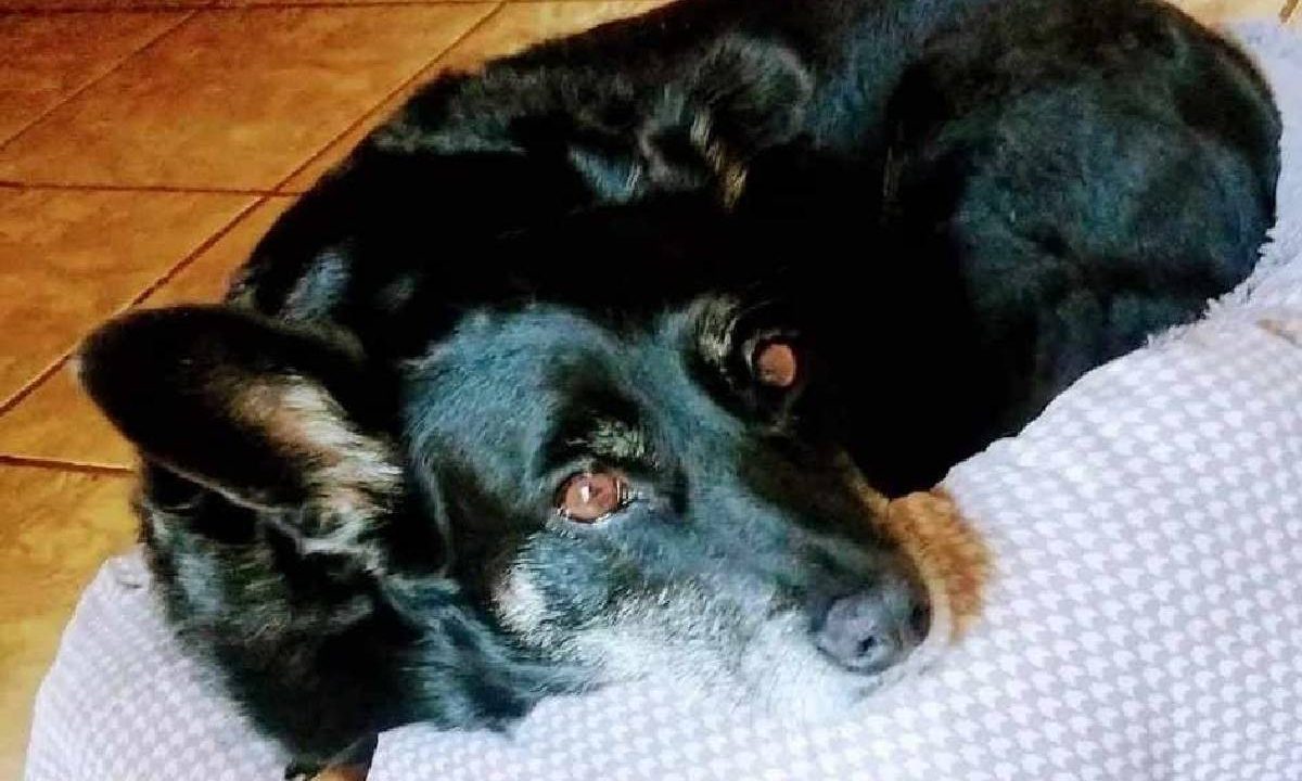Foto mostra cachorra deitada