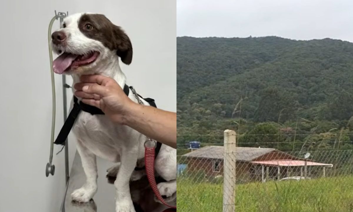 Cachorro branco e marrom sendo segurado por uma pessoa em atendimento veterinário; ao lado, imagem de uma propriedade rural cercada por mata em São José dos Pinhais.