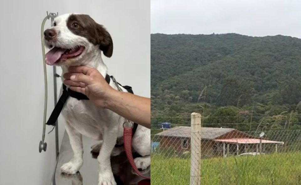 Cachorro branco e marrom sendo segurado por uma pessoa em atendimento veterinário; ao lado, imagem de uma propriedade rural cercada por mata em São José dos Pinhais.