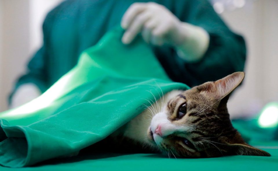 gato na sala de cirurgia para ser castrado