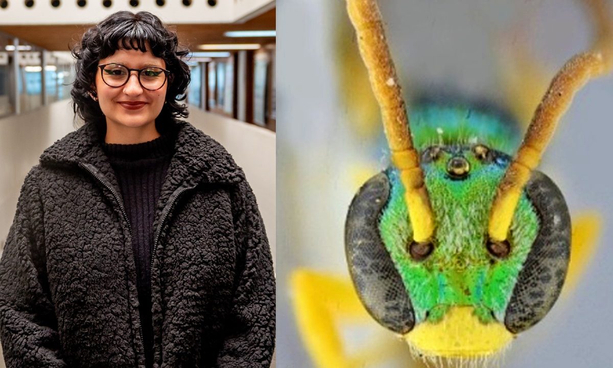 montagem de uma foto da Júlia Alberti de Liz, estudante da UFPR, com uma espécie de abelha amarela com detalhes em verde, em uma foto microscópica.