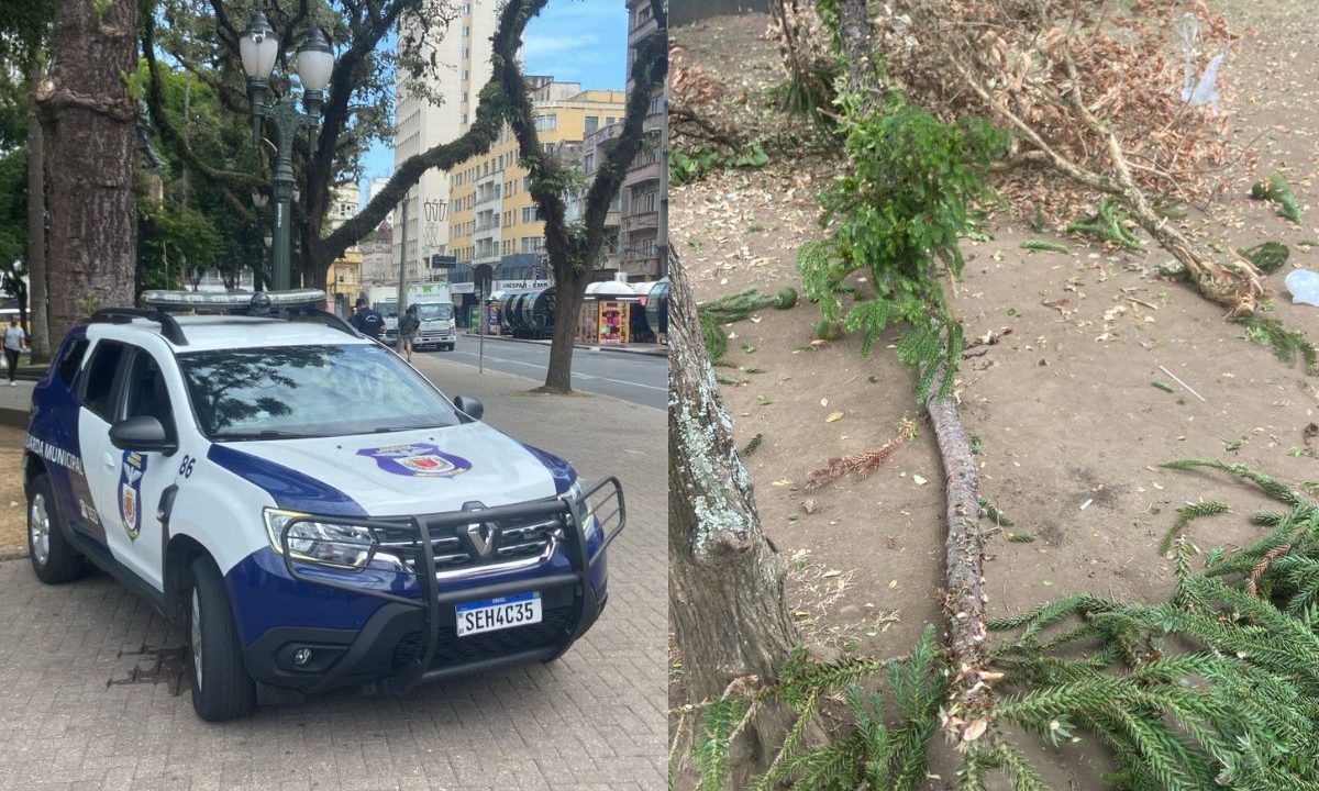 Foto montagem mostra duas imagens. A primeira imagem, do lado esquerdo, mostra uma viatura da Guarda Municipal na ocorrência. A segunda foto mostra o galho de pinheiro caído no chão. O galho atingiu a cabeça de um idoso na Praça Tiradentes. Atrás da viatura, há diversas árvores.