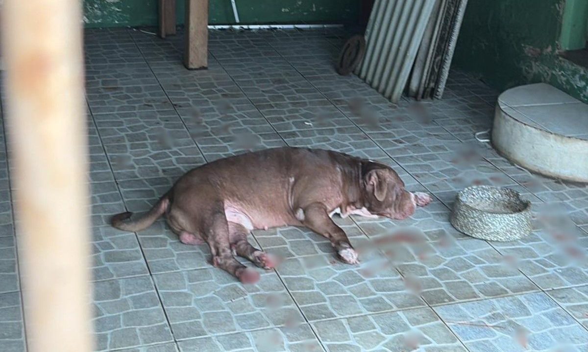Cachorro da raça Pitbull deitado em calçada de casa após jovem ser atacada no meio da rua na Cidade Industrial de Curitiba.