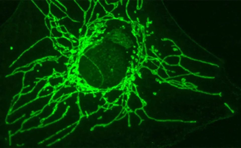 Molécula é uma versão modificada do aminoácido cisteína e afeta apenas células cancerígenas preservando as saudáveis