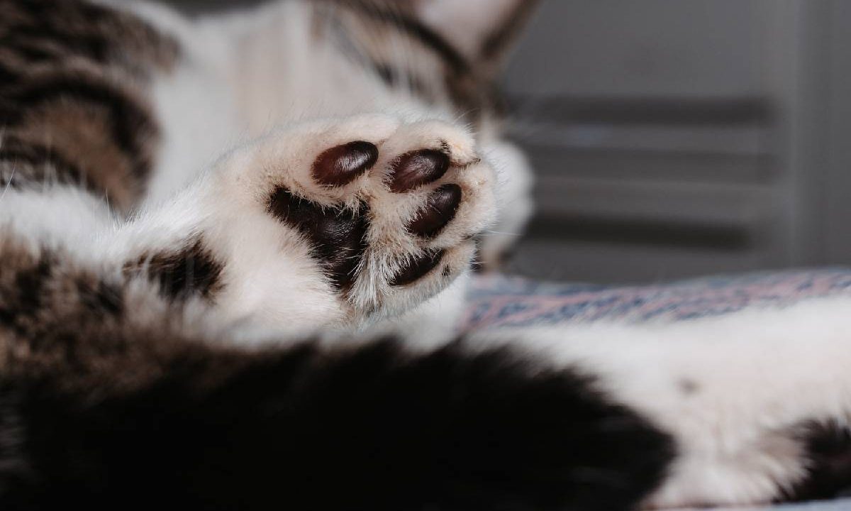 Foto mostra pata de gato deitado