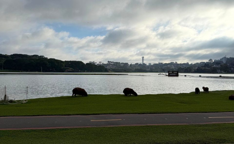Imagem mostra o Parque Barigui em Curitiba, com capivaras perto do lago. O céu está com bastante nuvens em um dia com previsão de tempo estável, como esta sexta-feira.
