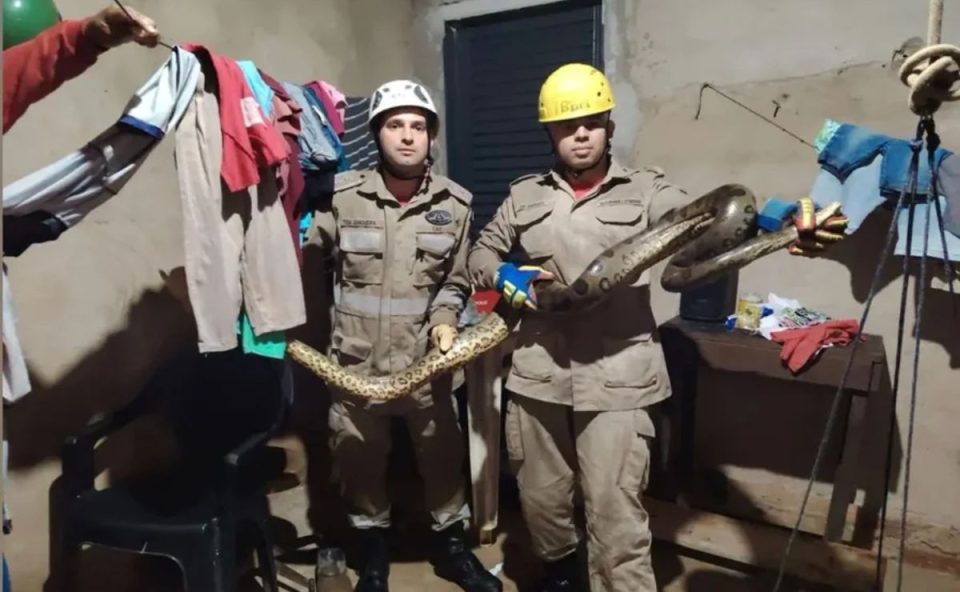 Dois agentes dos bombeiros segurando a Sucuri, de cerca de três metros, encontrada na área externa de uma casa.