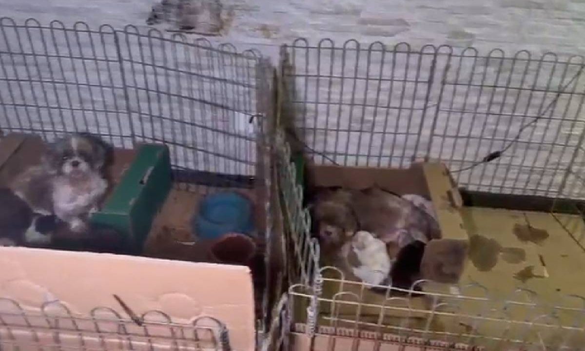Foto mostra cães em canil clandestino antes do resgate