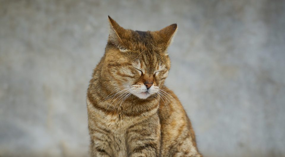 gato amarelo olhando para baixo em frente a fundo cinza. Gatos, como eles, são proibidos de ficarem sozinhos o dia inteiro na Suécia