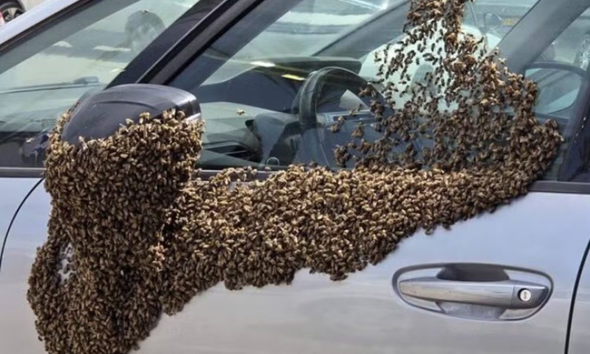 Imagem mostra um retrovisor de carro infestado de abelhas em Israel. Há milhares de insetos no carro, retrovisor, vidro e porta.