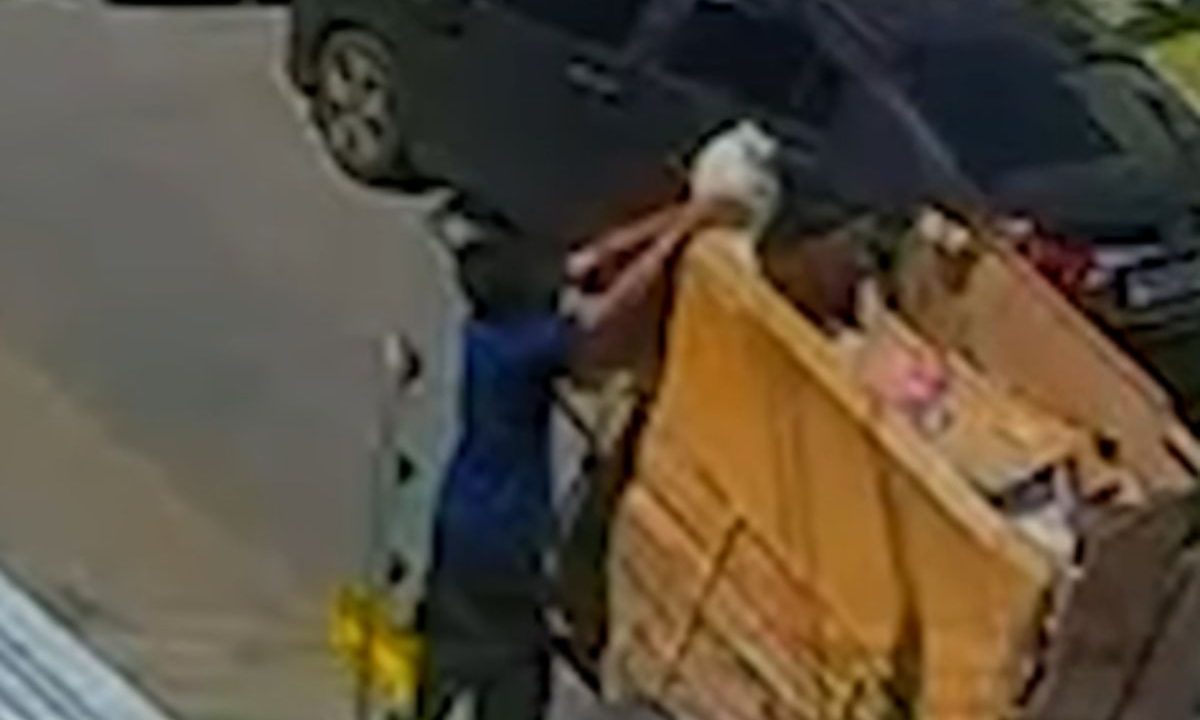 Carrinheiro é flagrado por câmera de segurança. Cachorra foi furtada em São José dos Pinhais.