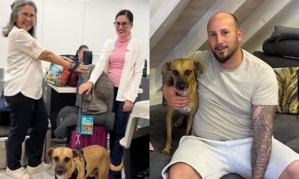 Foto montagem do cachorro caramelo em viagem para a Suíça após ser resgatado e adotado no Brasil