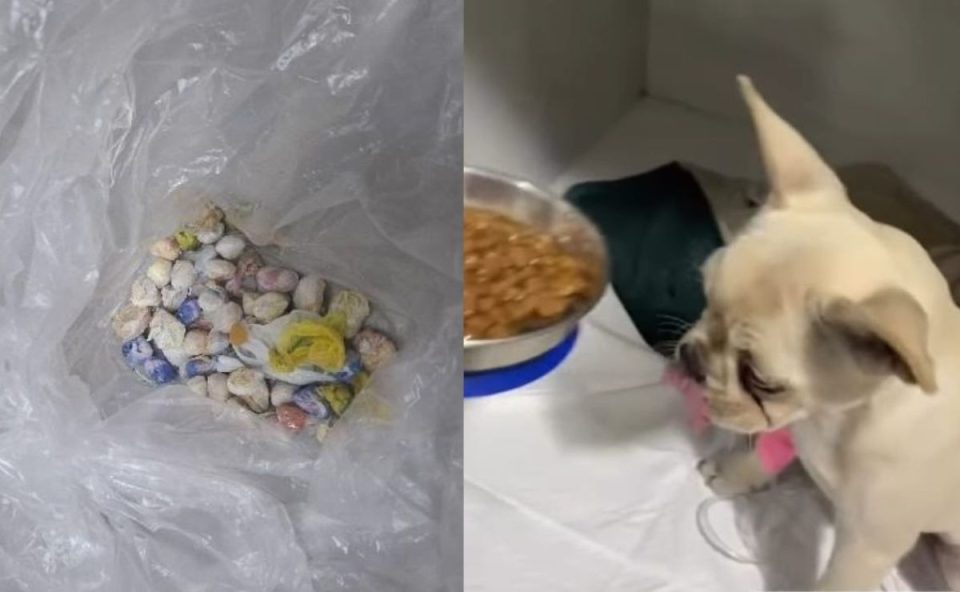 colagem de fotos. à esquerda, foto das pedras de crack engolidas pelo cachorro. à direita, foto do cachorro