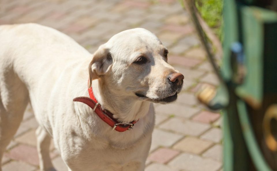 Imagem ilustrativa da notícia de cachorro morto a tiros pela polícia. O cachorro da foto é um labrador bege, com coleira vermelha. Ele está em pé.
