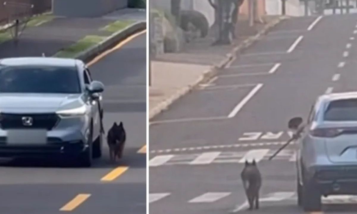 Imagem de vídeo mostra cachorro preso por coleira ao lado de carro em movimento em Ponta Grossa