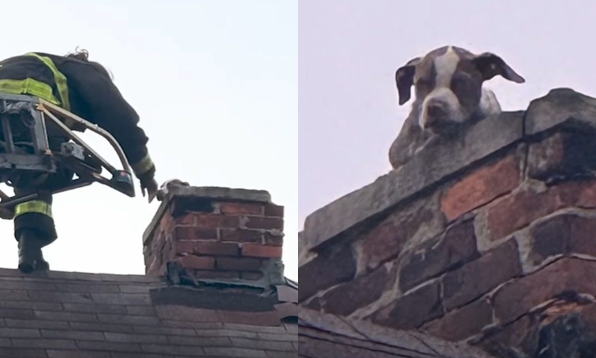 Foto montagem mostra o cachorro preso no telhado, na chaminé de uma casa. A cena mobilizou resgate do Corpo de Bombeiros. Primeira foto mostra os bombeiros em cima do telhado tentando alcançar o animal. A segunda foto mostra o cachorro na chaminé.