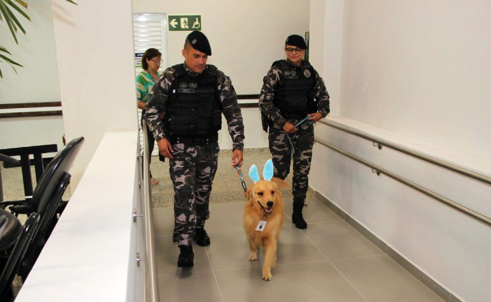 cão Balu, golden retriever, visitou hospital de reabilitação de curitiba
