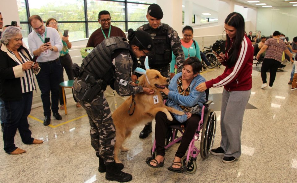 cão Balu, golden retriever, visitou hospital de reabilitação de curitiba