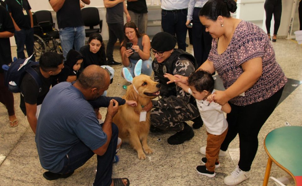 cão Balu, golden retriever, visitou hospital de reabilitação de curitiba