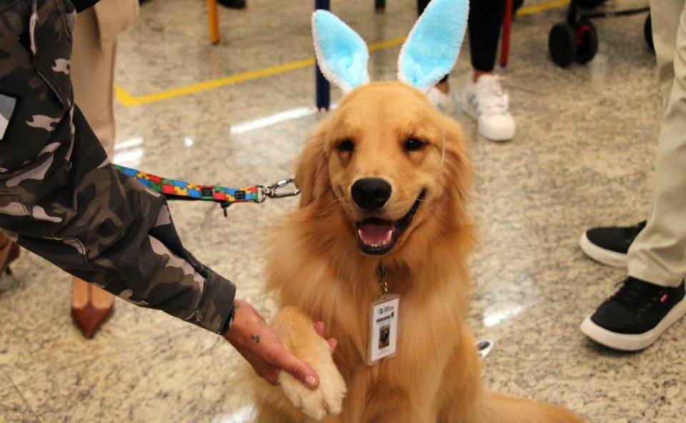 cão Balu, golden retriever, visitou hospital de reabilitação de curitiba