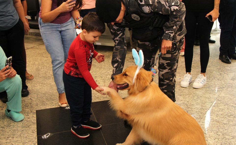 cão Balu, golden retriever, visitou hospital de reabilitação de curitiba