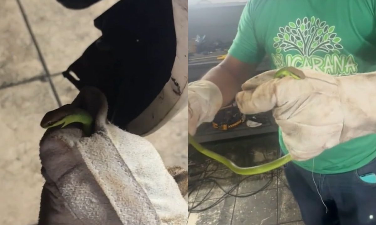 Homem de luva de pano segurando cobra verde que foi tirada de dentro do motor do carro